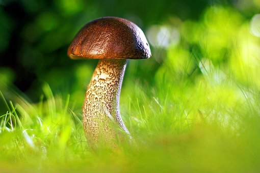 best mushroom blend supplement